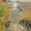 Randonnée dans les vignes, Bourgogne