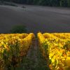 Vignes et vignoble de Bourgogne