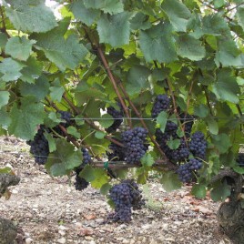 Cep de pinot noir, vignoble d'Irancy (Bourgogne)